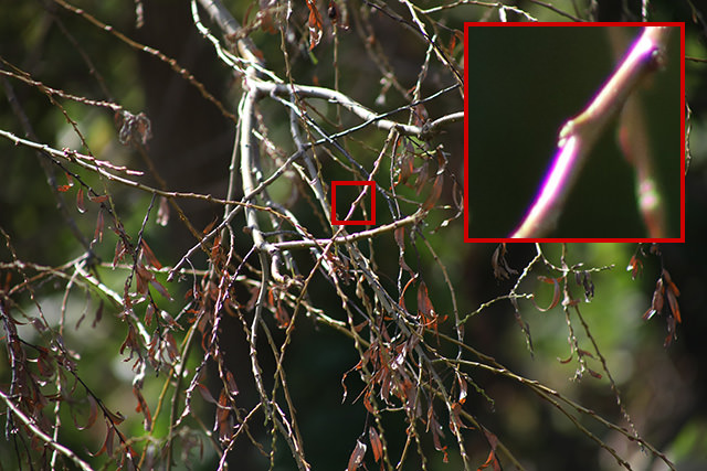 The purple fringing at the edges if these branches is a form of chromatic aberration.