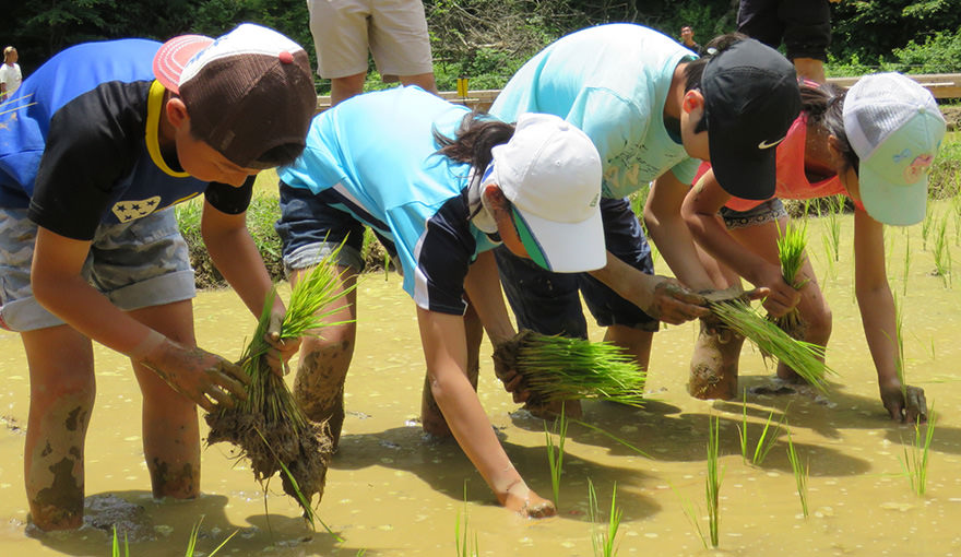 Images of Scene from a rice-planting experience