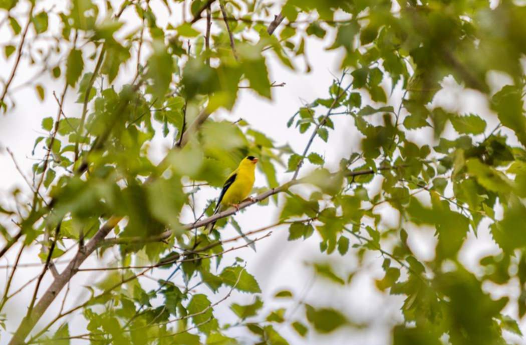 Canon Bird Branch Project Biodiversity Initiatives Activities At