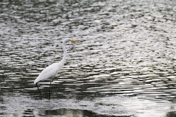 Great Egret, by a learner