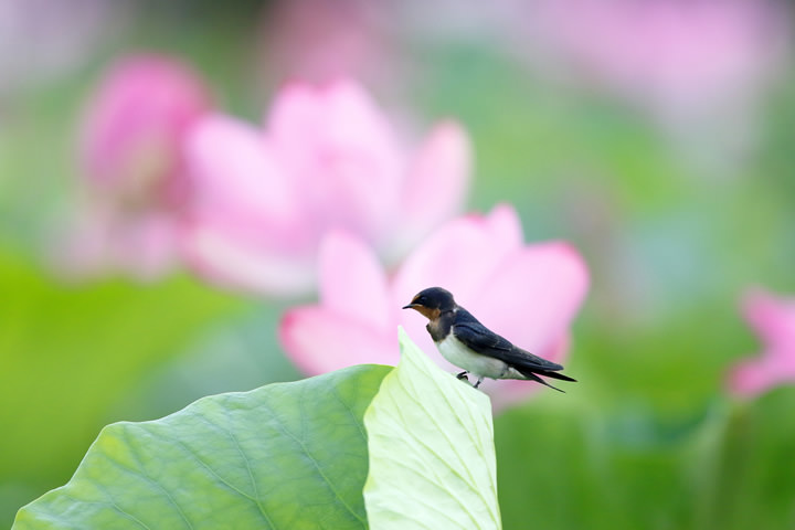Barn Swallow, in August