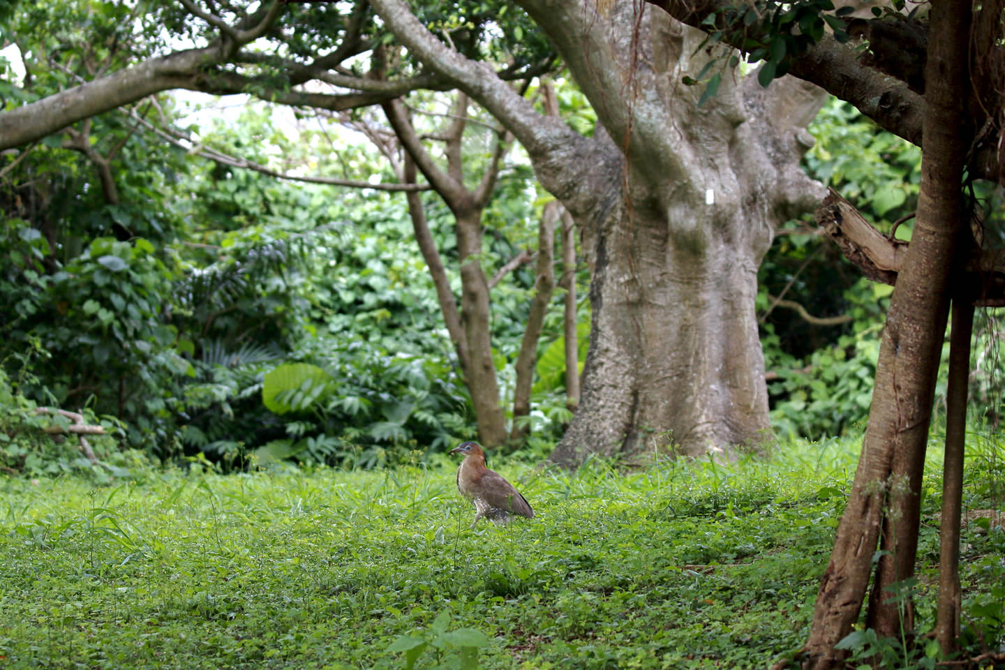 Canon Bird Branch Project Biodiversity Initiatives How To