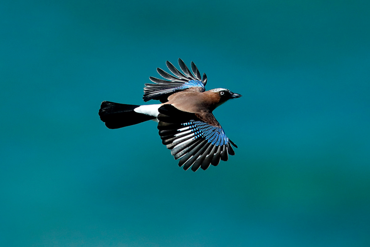 Canon Bird Branch Project Biodiversity Initiatives