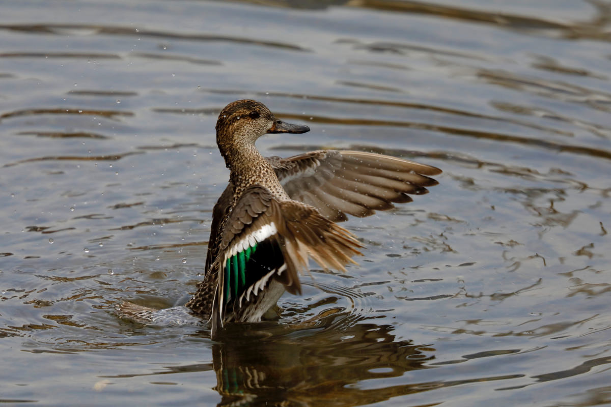 Canon Bird Branch Project Biodiversity Initiatives