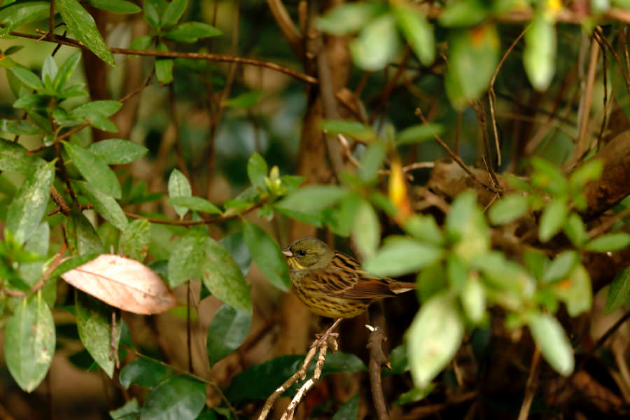 Black-faced Bunting (with summer plumage) 