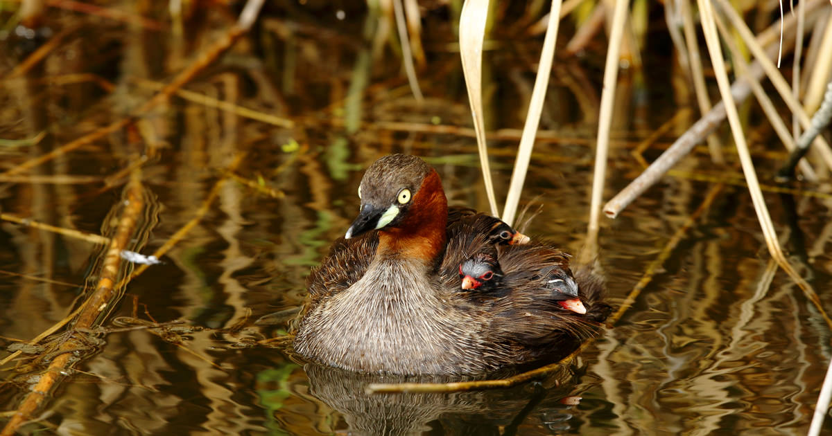 Canon Bird Branch Project Biodiversity Initiatives Bird Photo Guide