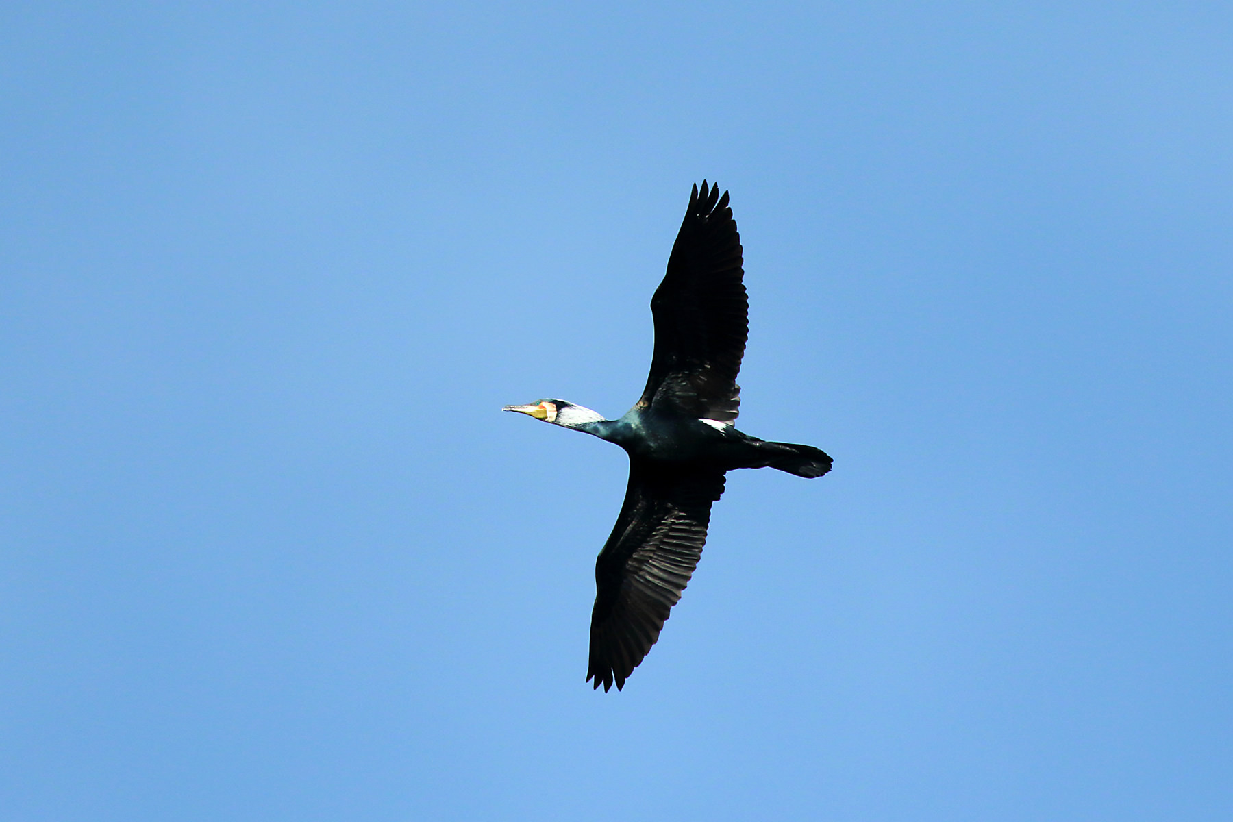 Canon Bird Branch Project Biodiversity Initiatives Bird Photo Guide Great Cormorant