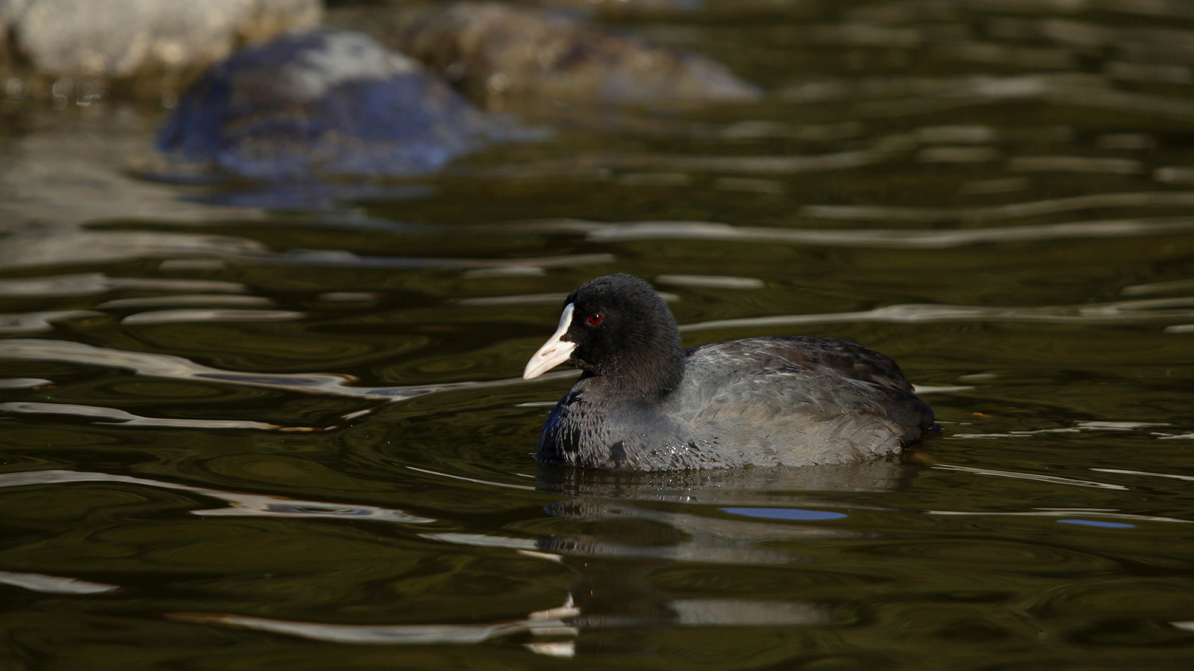 Canon Bird Branch Project Biodiversity Initiatives Bird Photo Guide