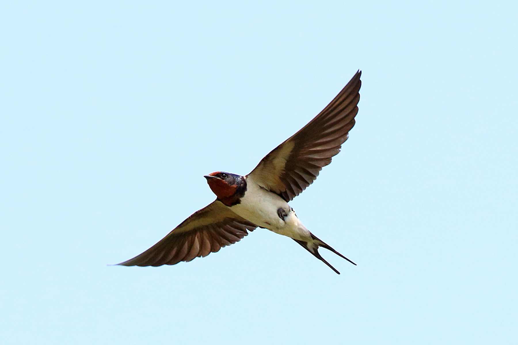 Two swallow