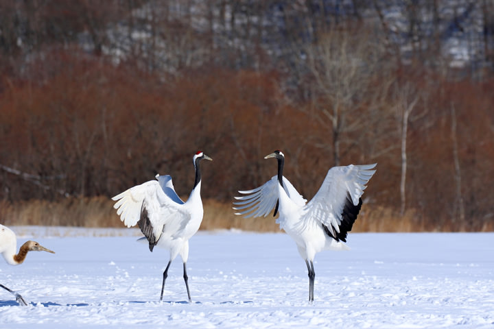 Red-crowned Cranes