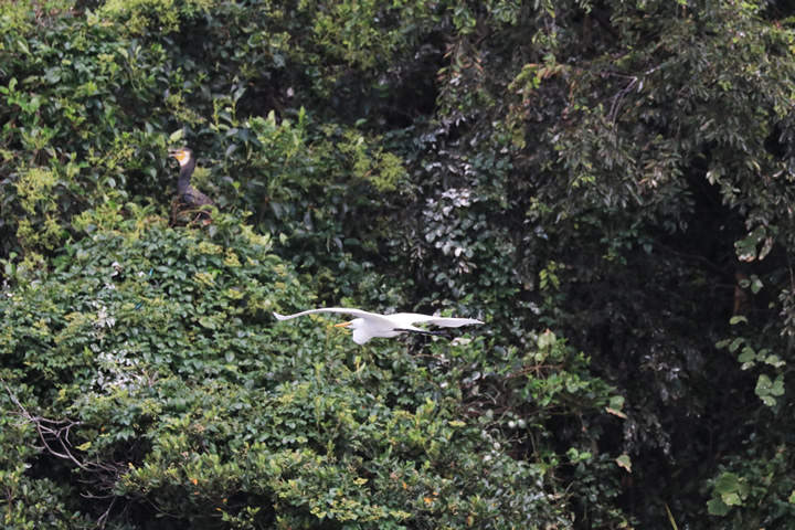 Great Egret, by a learner