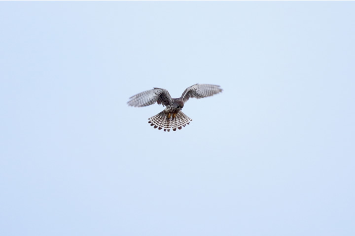 A Common Kestrel takes aim at its prey