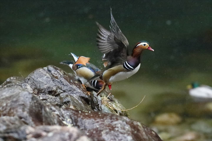 A Mandarin Duck takes flight