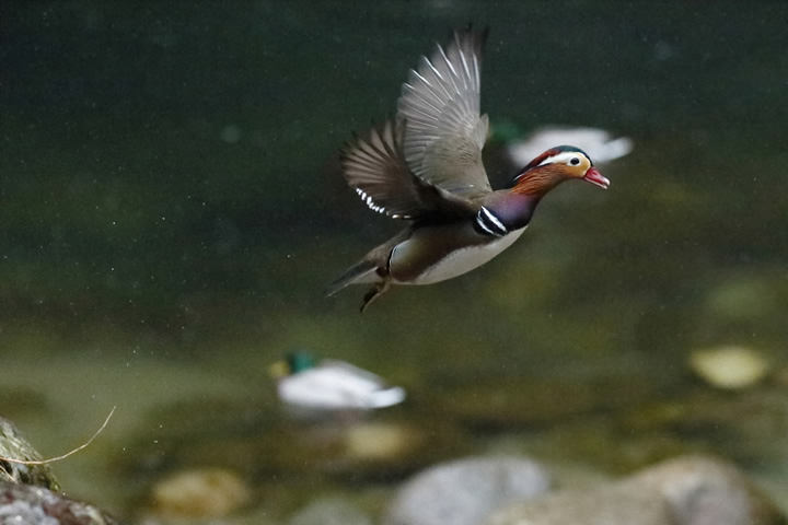 A Mandarin Duck takes flight