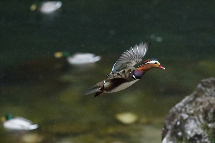 A Mandarin Duck takes flight