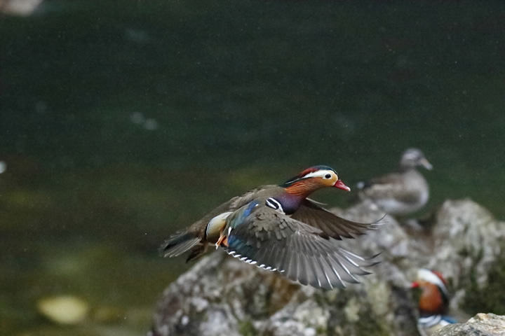 A Mandarin Duck takes flight