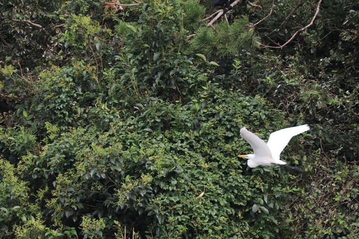 Great Egret, by a learner (Failure)
