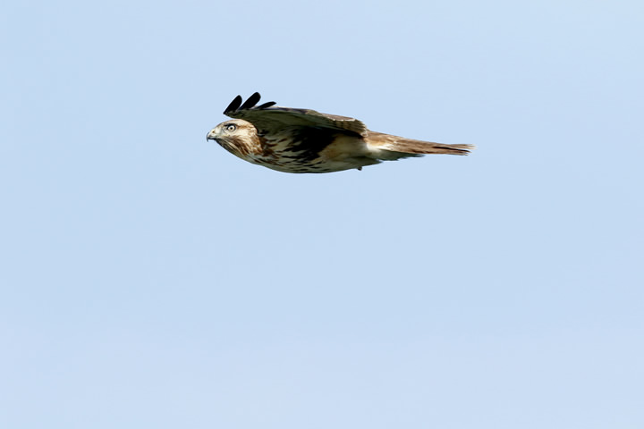 Common Buzzard