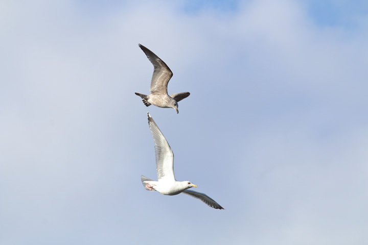 Common Gull, by a learner