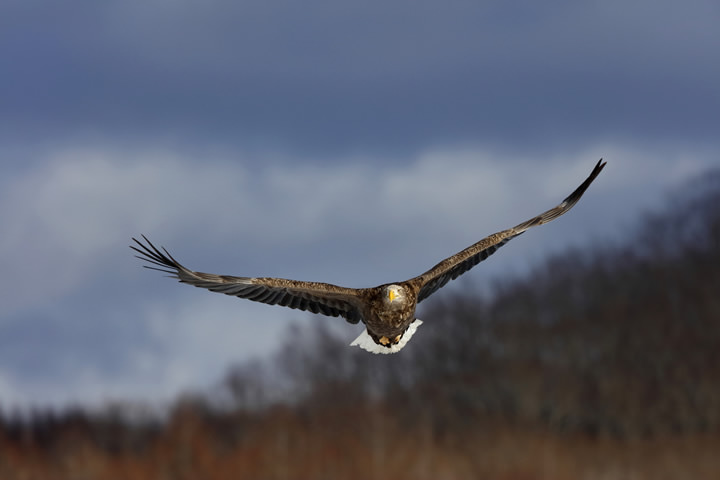 White-tailed Eagle