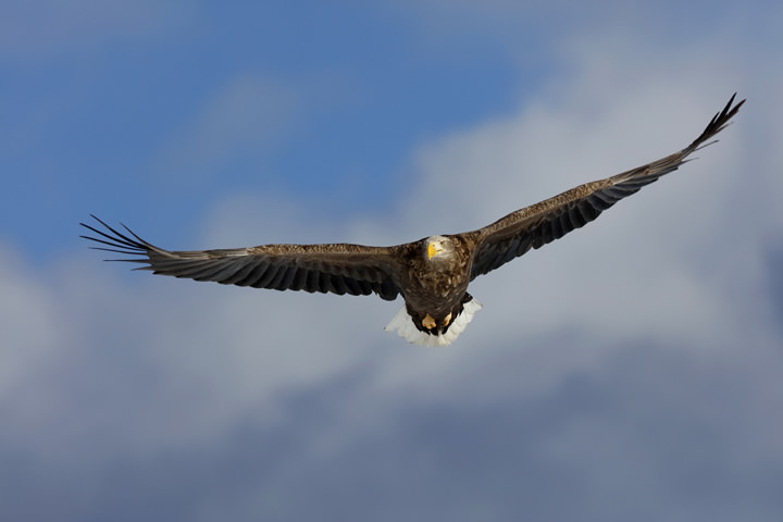 White-tailed Eagle