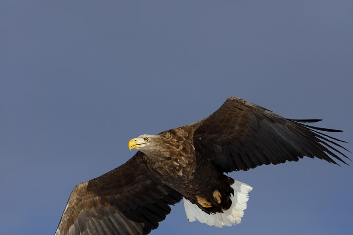 White-tailed Eagle