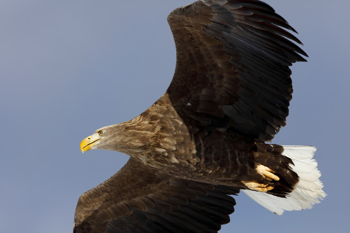 White-tailed Eagle