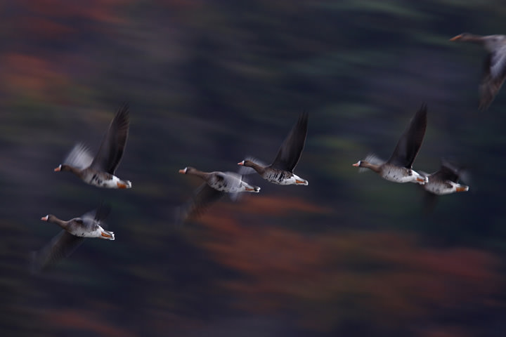 Greater White-fronted Geese