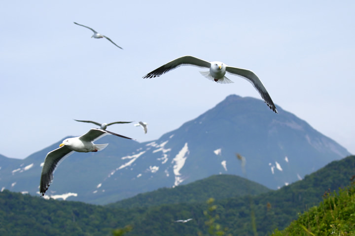 Slaty-backed Gulls