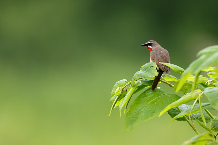 Siberian Rubythroat