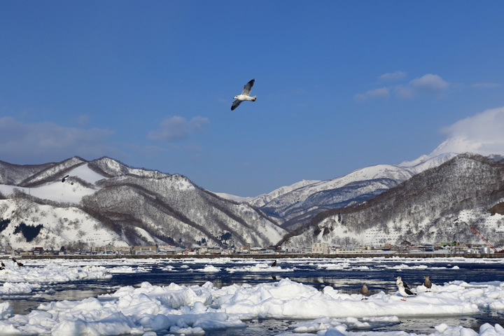 Slaty-backed Gulls