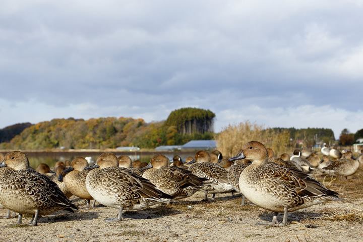 Northern Pintail