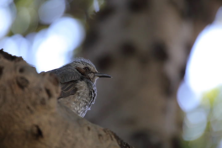 Brown-eared Bulbul, by a learner