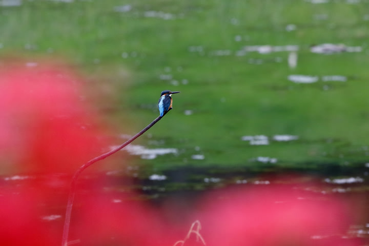 Common Kingfisher