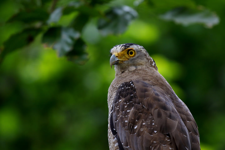 Crested Serpent Eagle