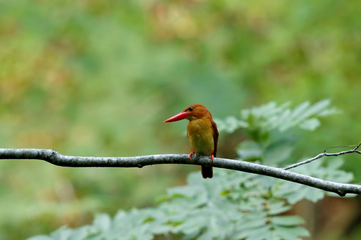 Ruddy Kingfisher