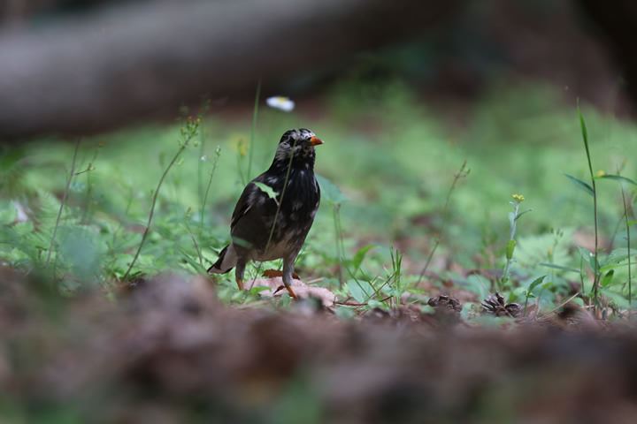 White-cheeked Starling, by a learner