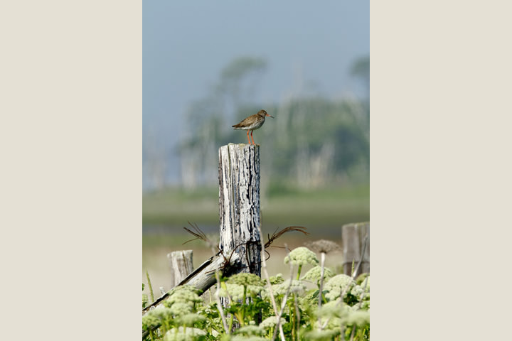 Common Redshank, in July