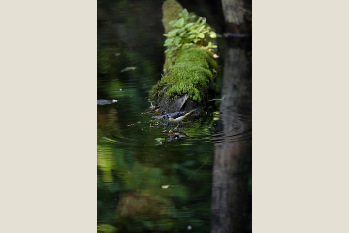 Grey Wagtail, in June