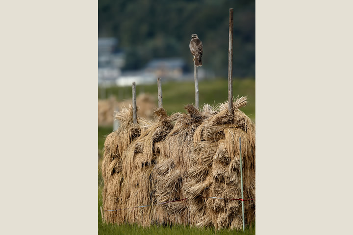 Common Buzzard, in October