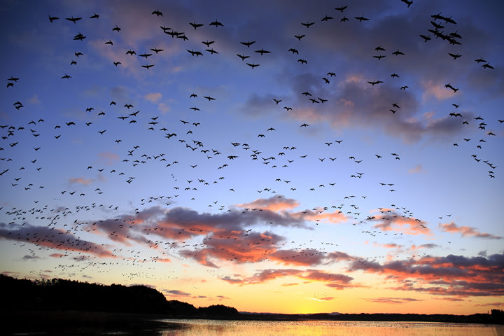 Greater White-fronted Geese, in November