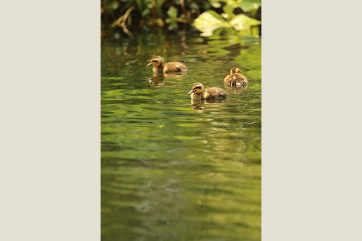Eastern Spot-billed Ducks, by a learner
