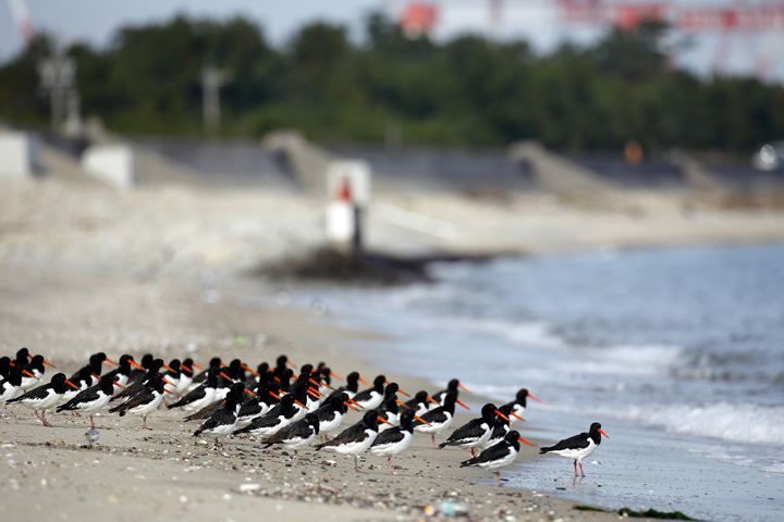 Eurasian Oystercatchers, in November