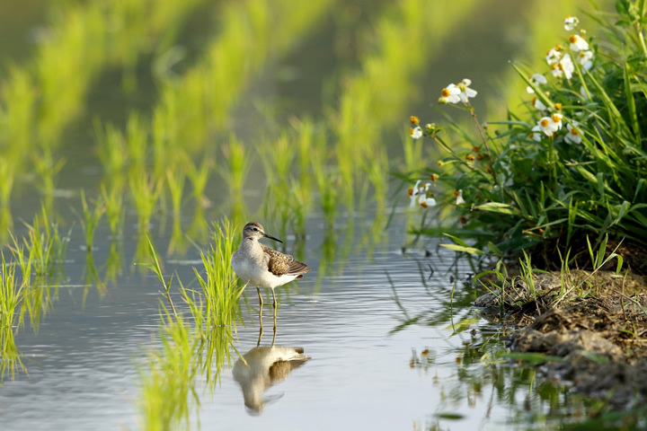 Wood Sandpiper, in April