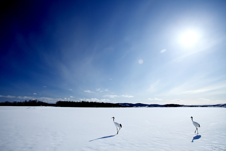 Red-crowned Crane, in January