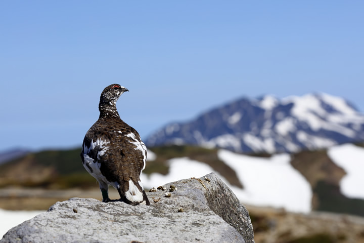 Rock Ptarmigan, in June