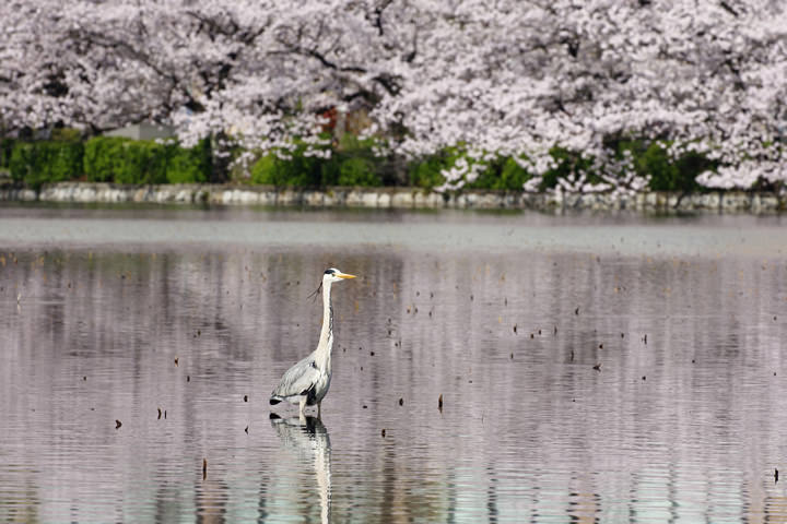 Grey Heron, in April