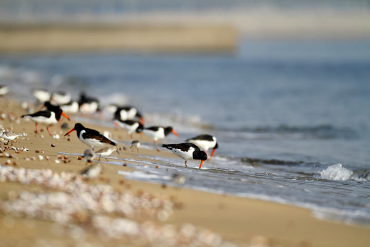 Feeding ground for Eurasian Oystercatchers