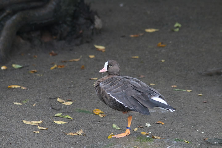 Lesser White-fronted Goose, by a learner