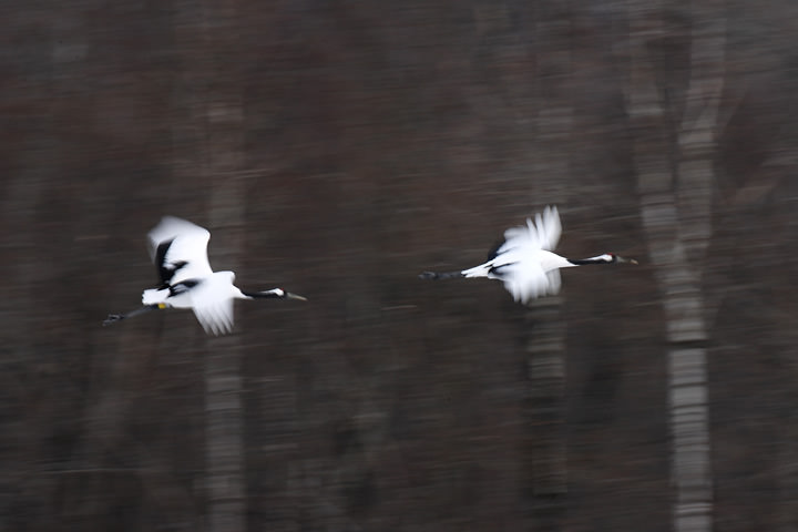 TV (shutter priority AE) mode